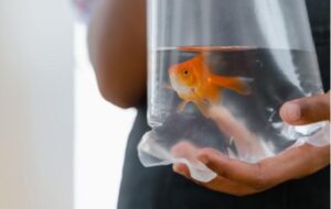 Comment déménager un aquarium : quelle préparation avant le déménagement ?